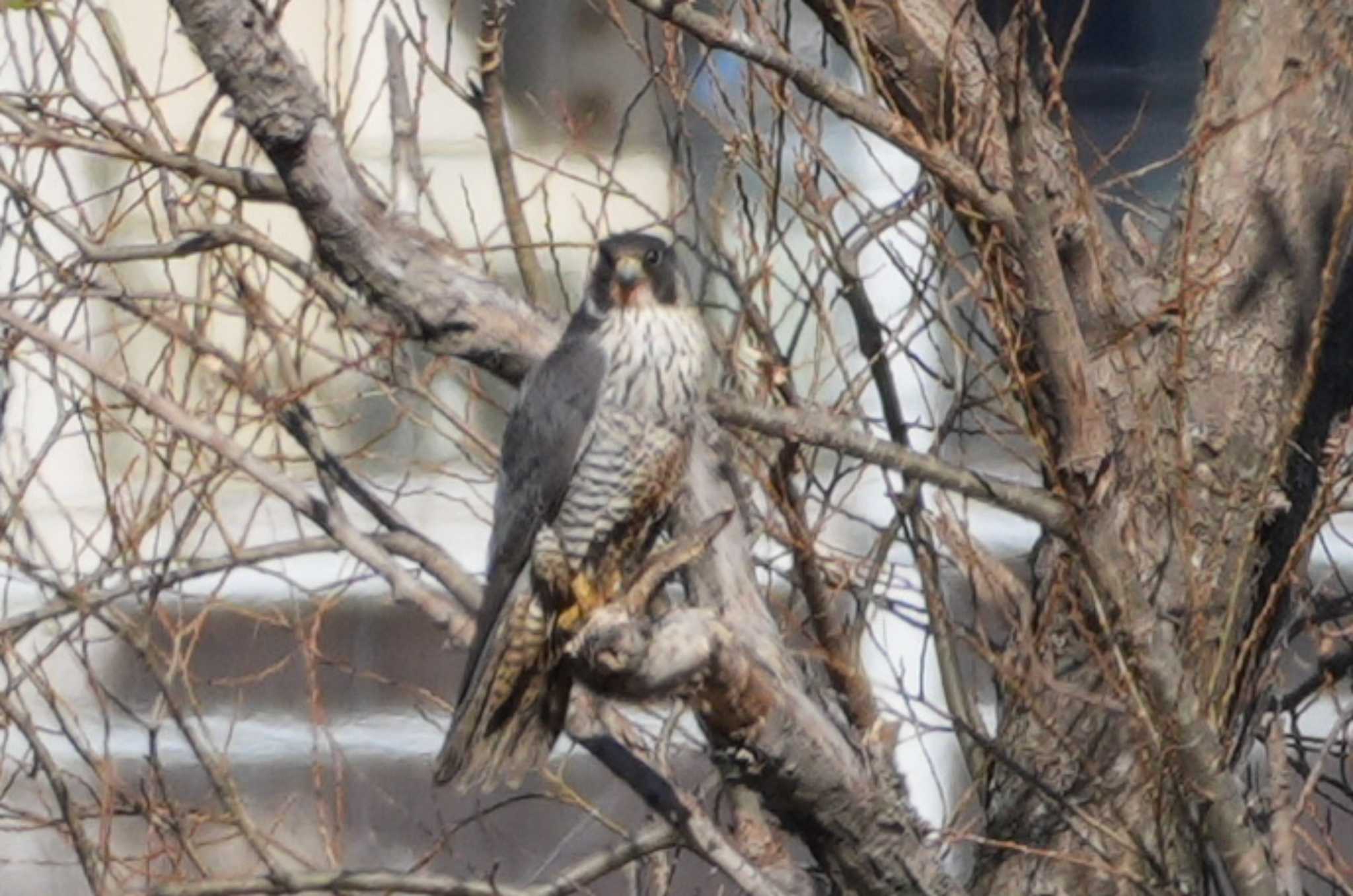 Peregrine Falcon