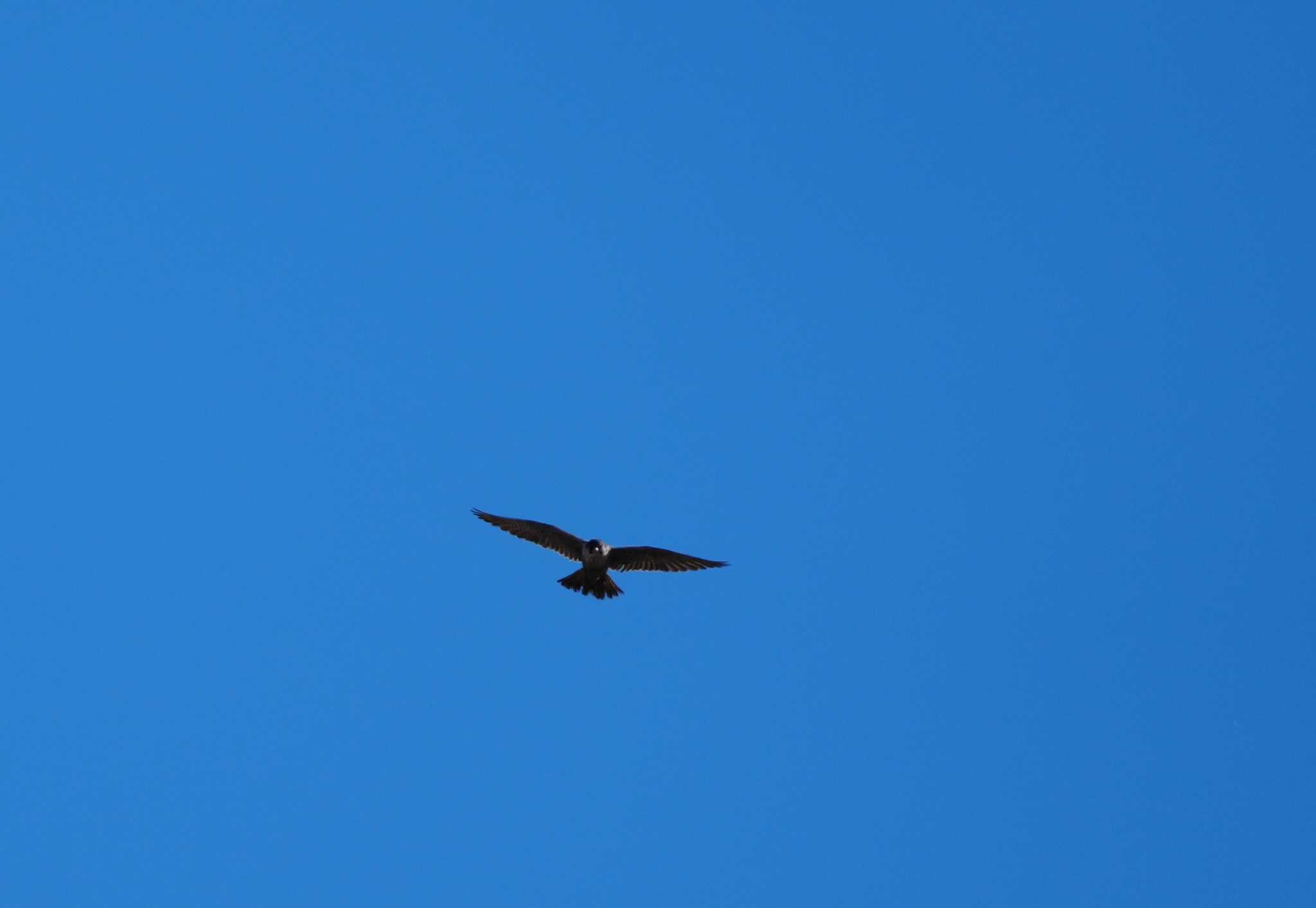 Peregrine Falcon