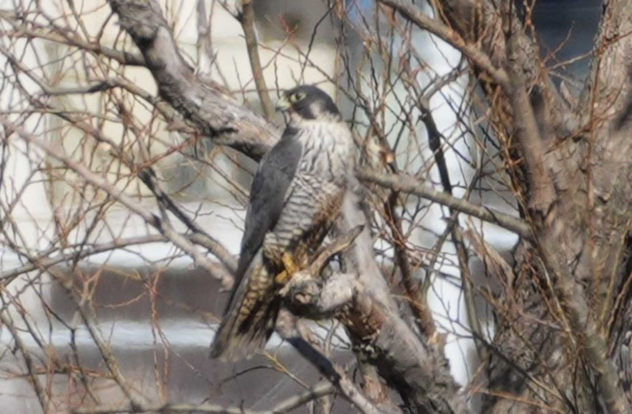 Peregrine Falcon