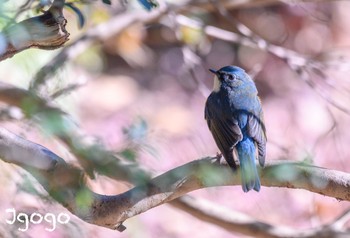 ルリビタキ 東京都立桜ヶ丘公園(聖蹟桜ヶ丘) 2024年1月17日(水)