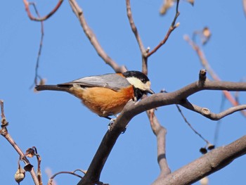 Varied Tit 八柱霊園 Tue, 1/16/2024