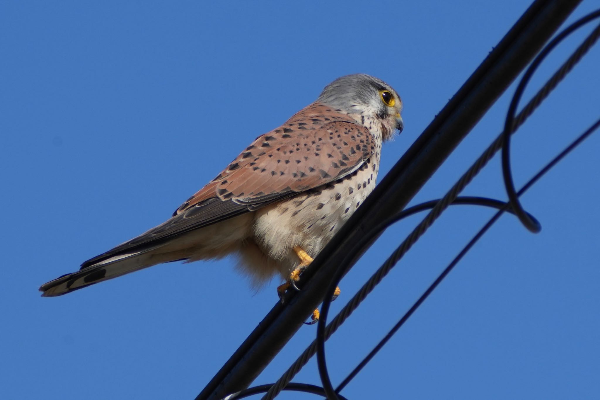 Photo of Common Kestrel at 平塚田んぼ by あらどん
