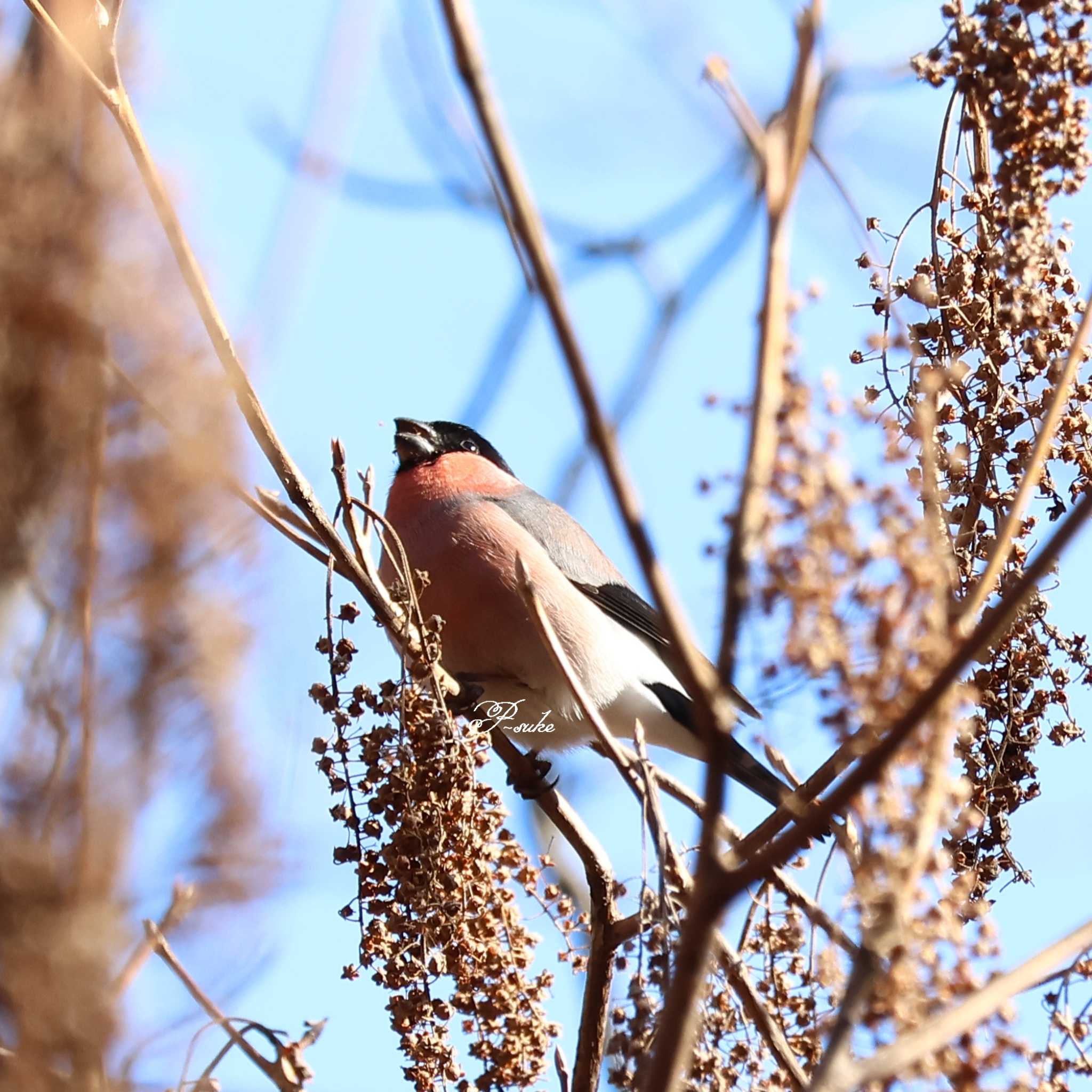 Photo of Eurasian Bullfinch(rosacea) at Saitama Prefecture Forest Park by ピースケ