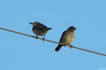 Asian Glossy Starling Ishigaki Island Sat, 1/6/2024