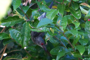 Asian Glossy Starling Ishigaki Island Sat, 1/6/2024