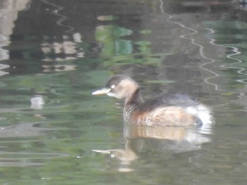 Little Grebe 万代池 Tue, 1/16/2024