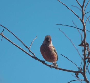 Siberian Long-tailed Rosefinch 埼玉県熊谷市 Fri, 1/12/2024