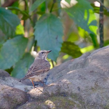 Dusky Thrush Inokashira Park Sun, 1/7/2024