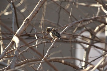 Wed, 1/17/2024 Birding report at Inokashira Park