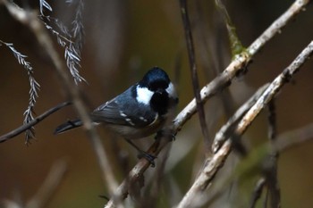 2023年12月10日(日) 鹿沼出会いの森の野鳥観察記録