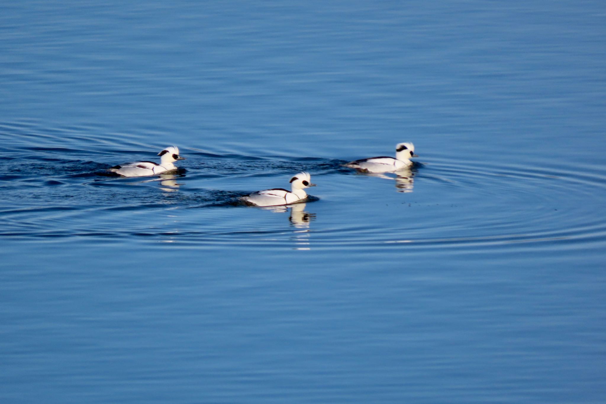 Smew