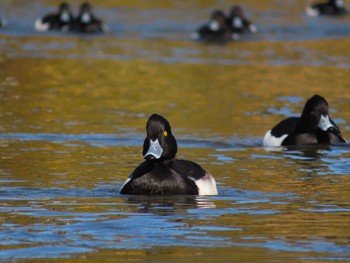 キンクロハジロ 大池親水公園 2024年1月14日(日)