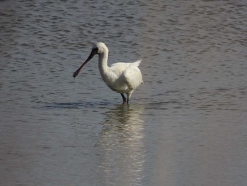 2024年1月17日(水) 蕪栗沼の野鳥観察記録