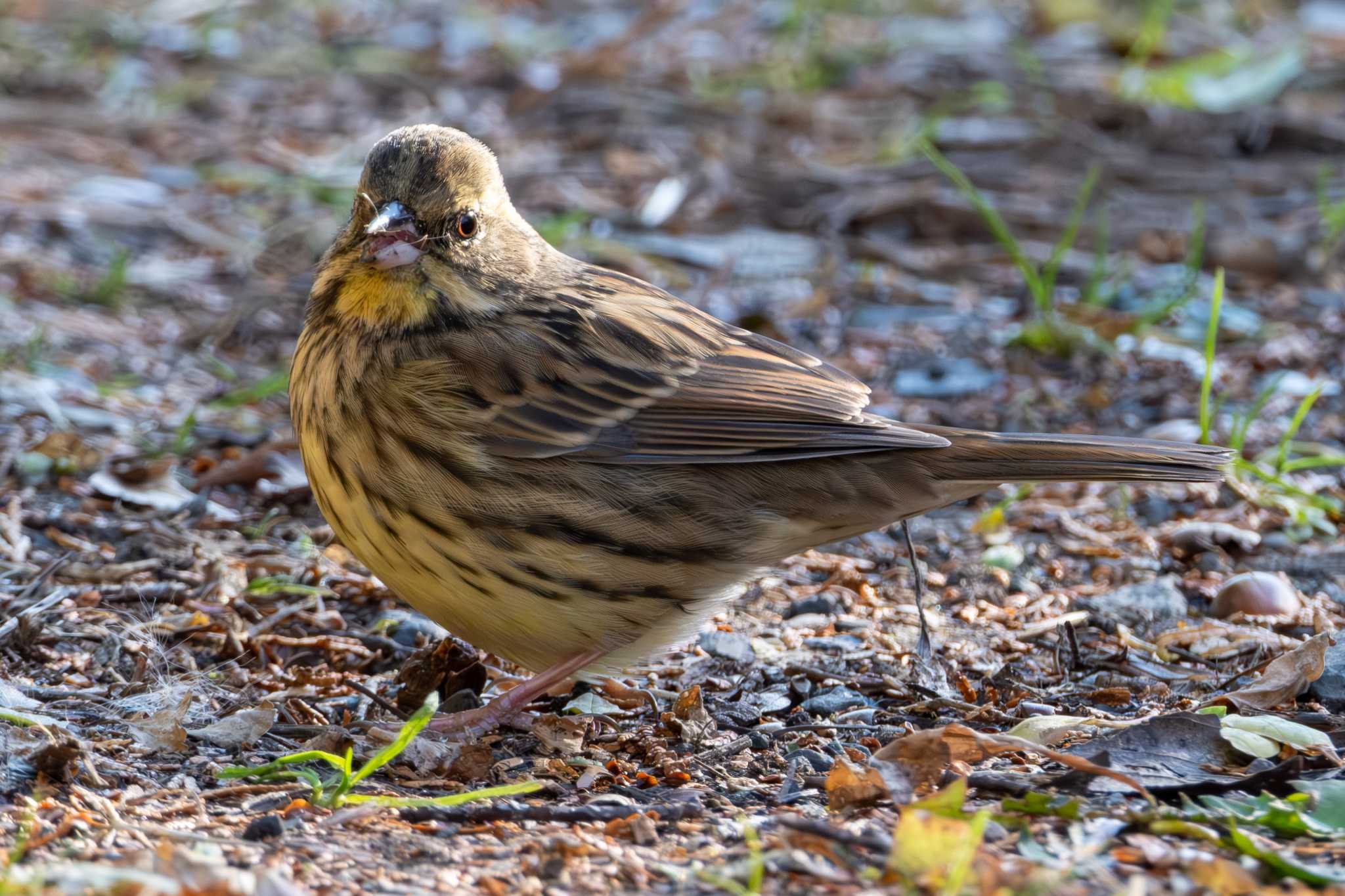 Masked Bunting