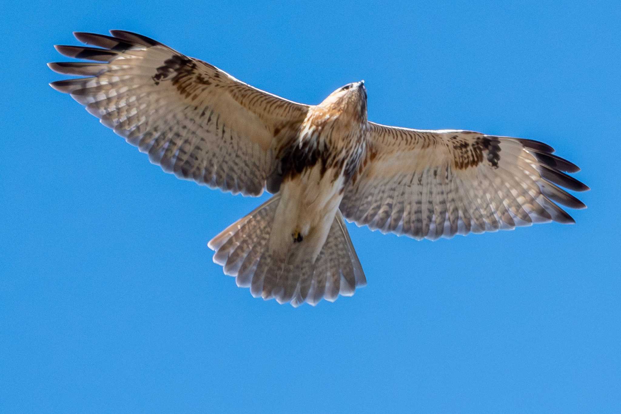 Eastern Buzzard