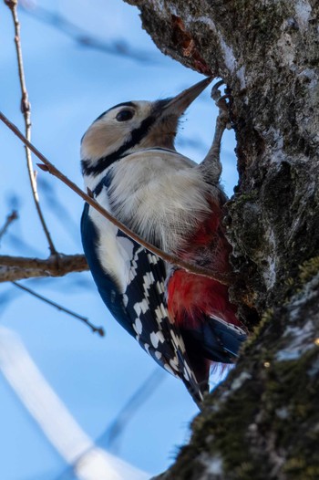 2024年1月17日(水) 茨城県民の森の野鳥観察記録