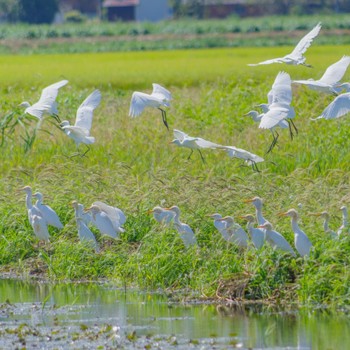 Eastern Cattle Egret 西の湖（滋賀県） Sat, 9/3/2016