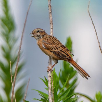 Sun, 9/11/2016 Birding report at 野洲川