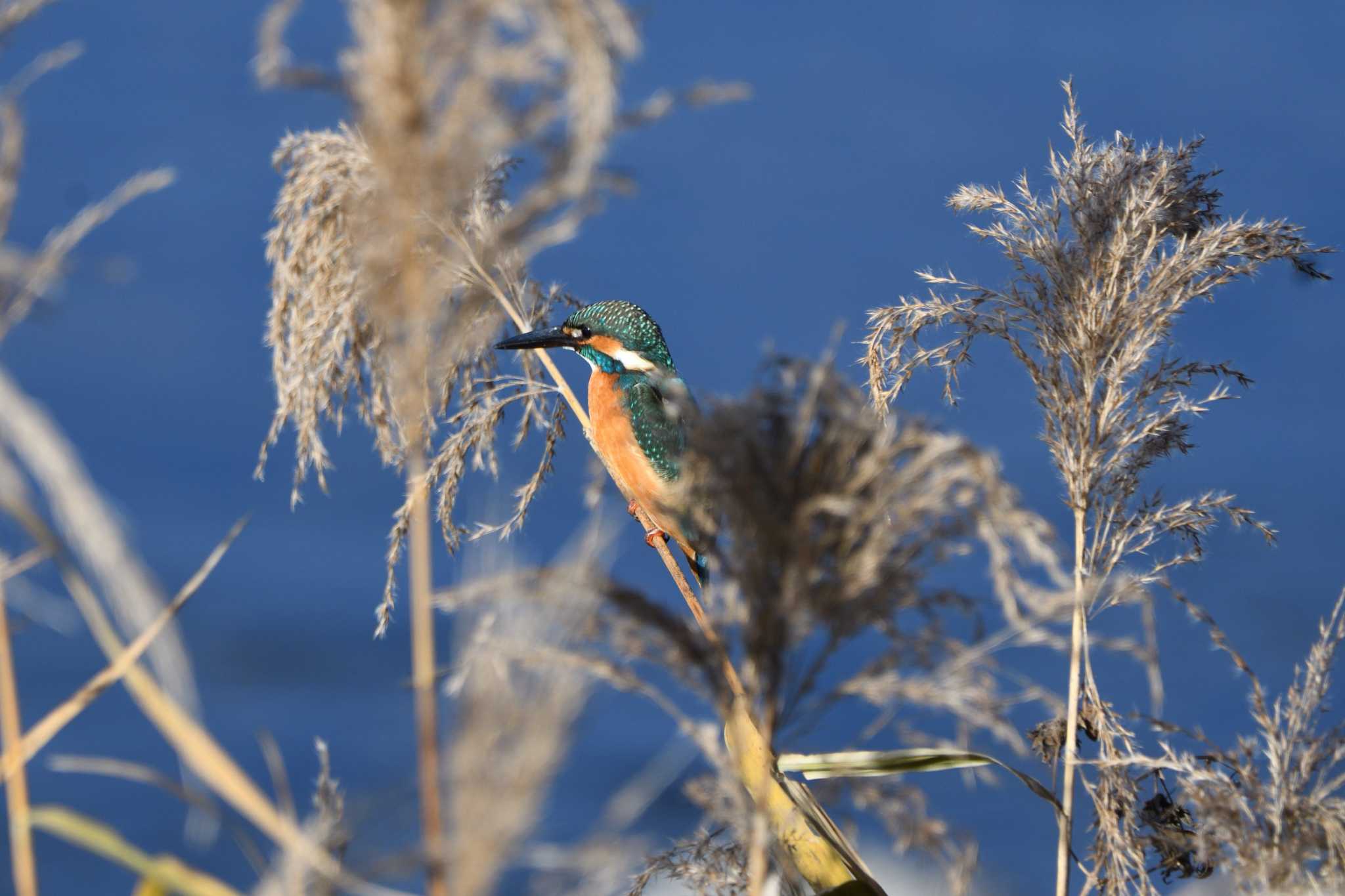 Photo of Common Kingfisher at 鹿沼出会いの森 by すずめのお宿