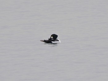 ホオジロガモ ふなばし三番瀬海浜公園 2024年1月3日(水)