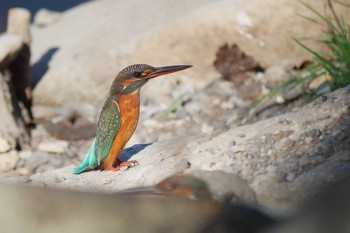 Common Kingfisher 多々良沼 Sun, 10/21/2018