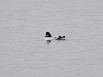 ホオジロガモ ふなばし三番瀬海浜公園 2024年1月3日(水)