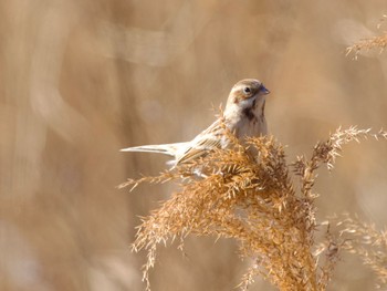 Pallas's Reed Bunting 多摩川 Unknown Date