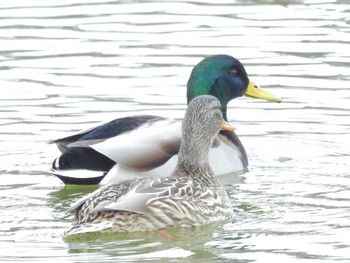 Mallard 万代池 Tue, 1/16/2024