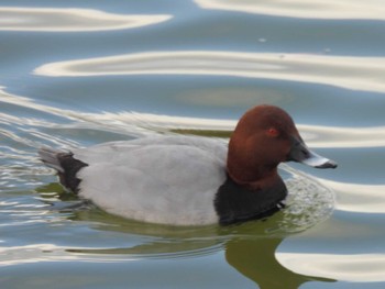 Common Pochard 万代池 Tue, 1/16/2024