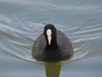 Eurasian Coot 万代池 Tue, 1/16/2024