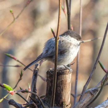 Willow Tit 蓼科 Tue, 5/2/2017