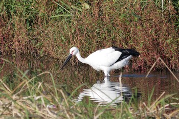 Oriental Stork 多々良沼 Sun, 10/21/2018