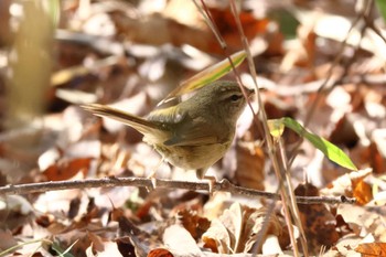 Japanese Bush Warbler Arima Fuji Park Sun, 1/14/2024