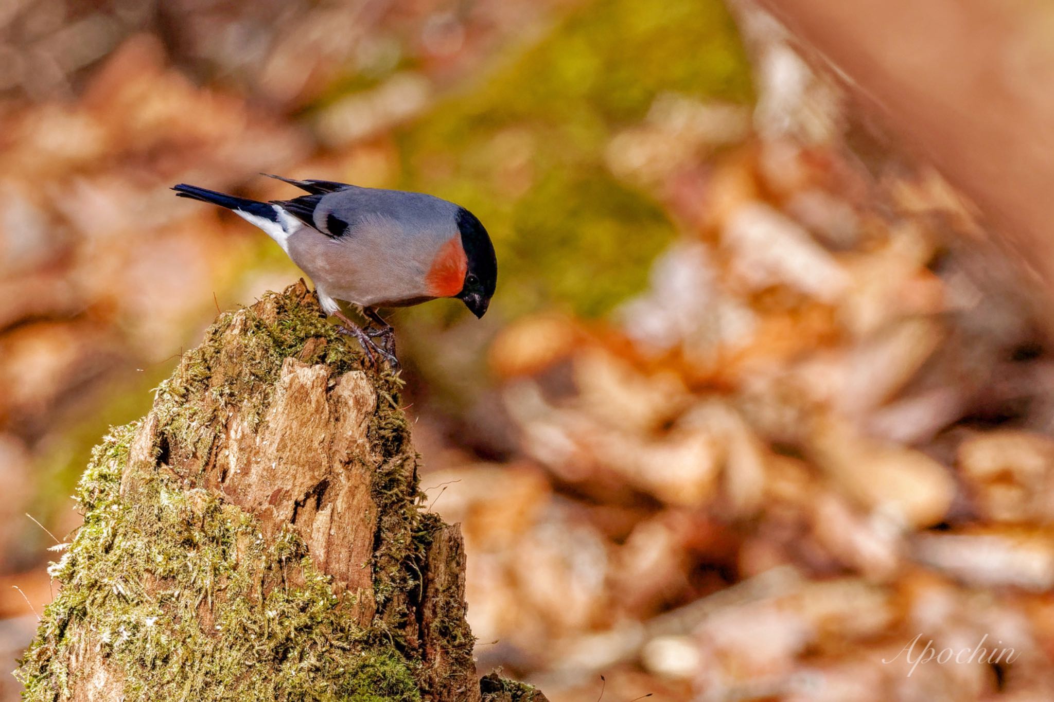 Eurasian Bullfinch