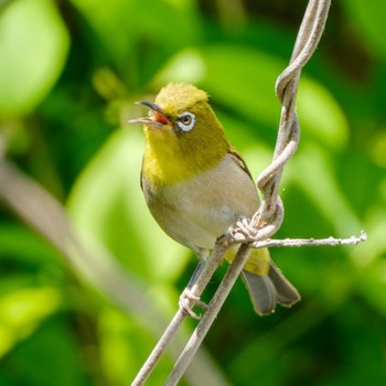 Warbling White-eye 野洲川 Tue, 5/5/2020