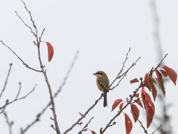 Bull-headed Shrike 多々良沼 Wed, 11/7/2018