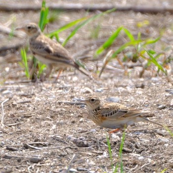 Eurasian Skylark 野洲川 Tue, 5/5/2020