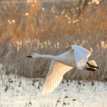 Tundra Swan 琵琶湖 Sun, 1/13/2019