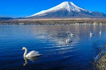 Mute Swan Yamanakako Lake Sun, 1/9/2022