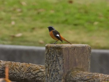 Daurian Redstart 多々良沼 Wed, 11/7/2018