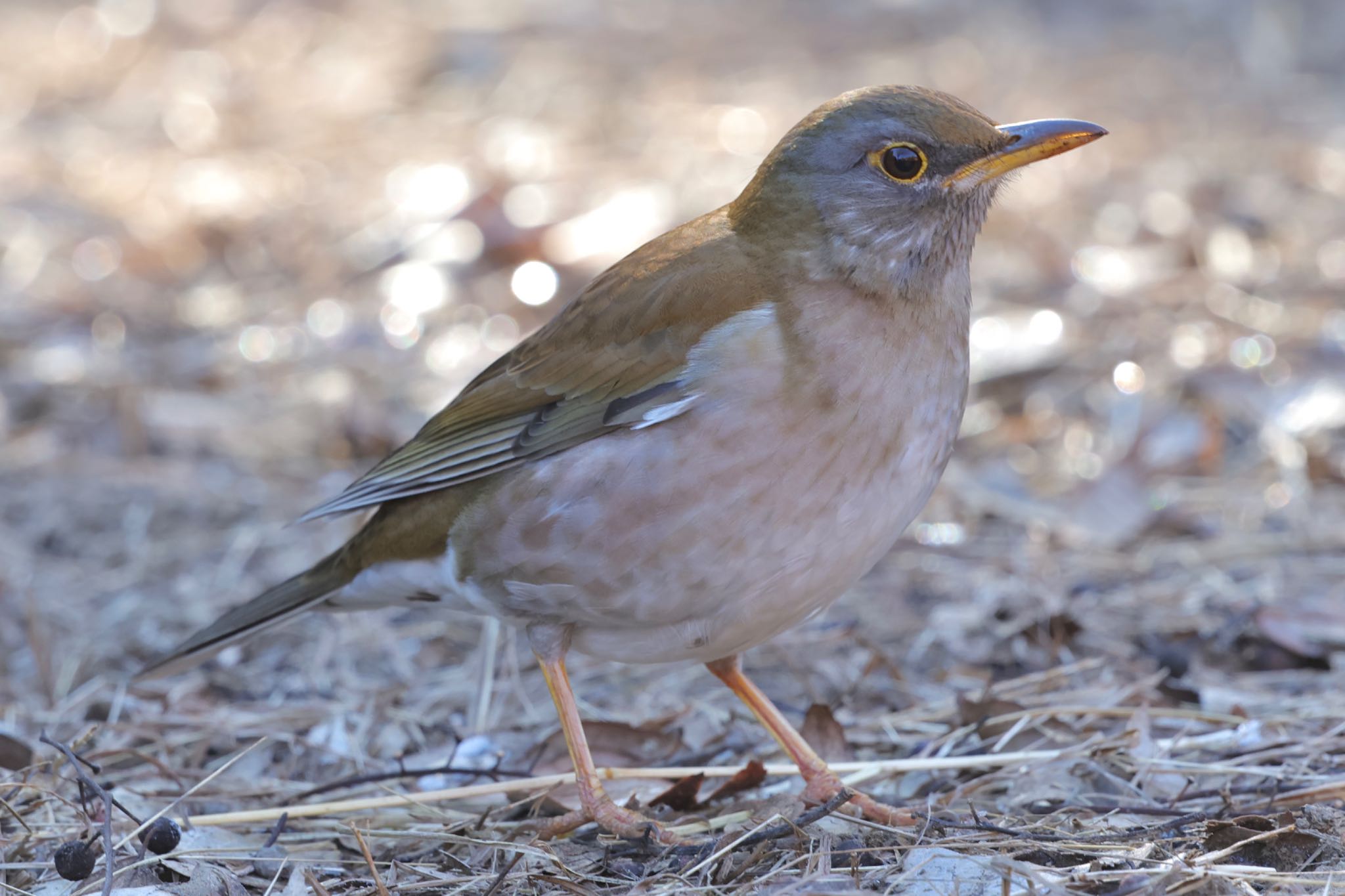 Pale Thrush