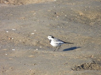 White Wagtail 安濃川河口 Sun, 1/14/2024