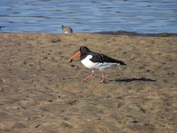 Eurasian Oystercatcher 安濃川河口 Sun, 1/14/2024