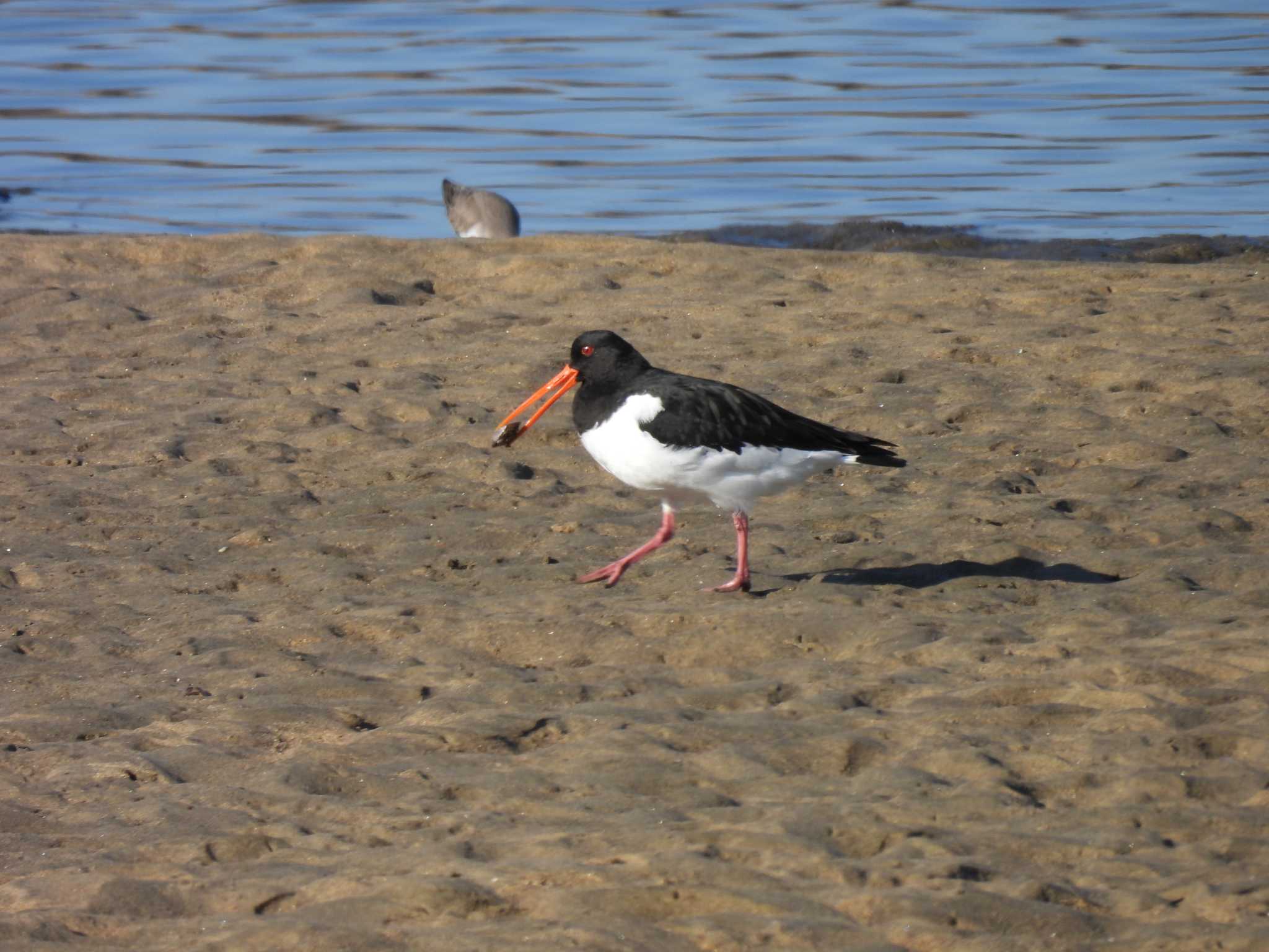 Photo of Eurasian Oystercatcher at 安濃川河口 by aquilla