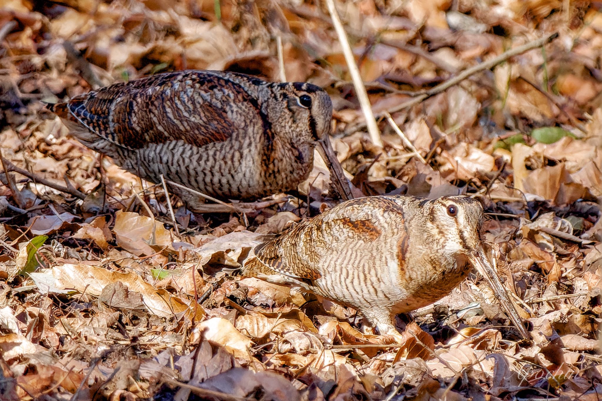 Eurasian Woodcock