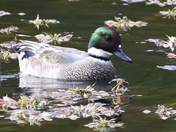 Falcated Duck Unknown Spots Wed, 11/7/2018