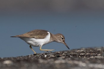 Common Sandpiper 佐波川河口(山口県) Wed, 1/17/2024