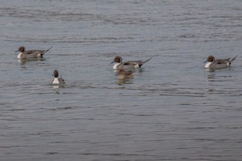 Northern Pintail 佐波川河口(山口県) Wed, 1/17/2024