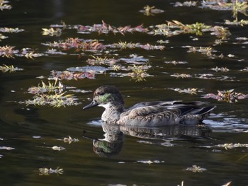Falcated Duck Unknown Spots Wed, 11/7/2018