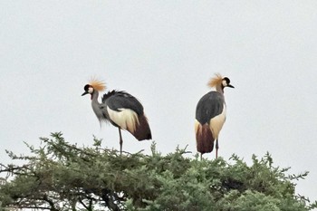 ホオジロカンムリヅル アンボセリ国立公園 2024年1月1日(月)